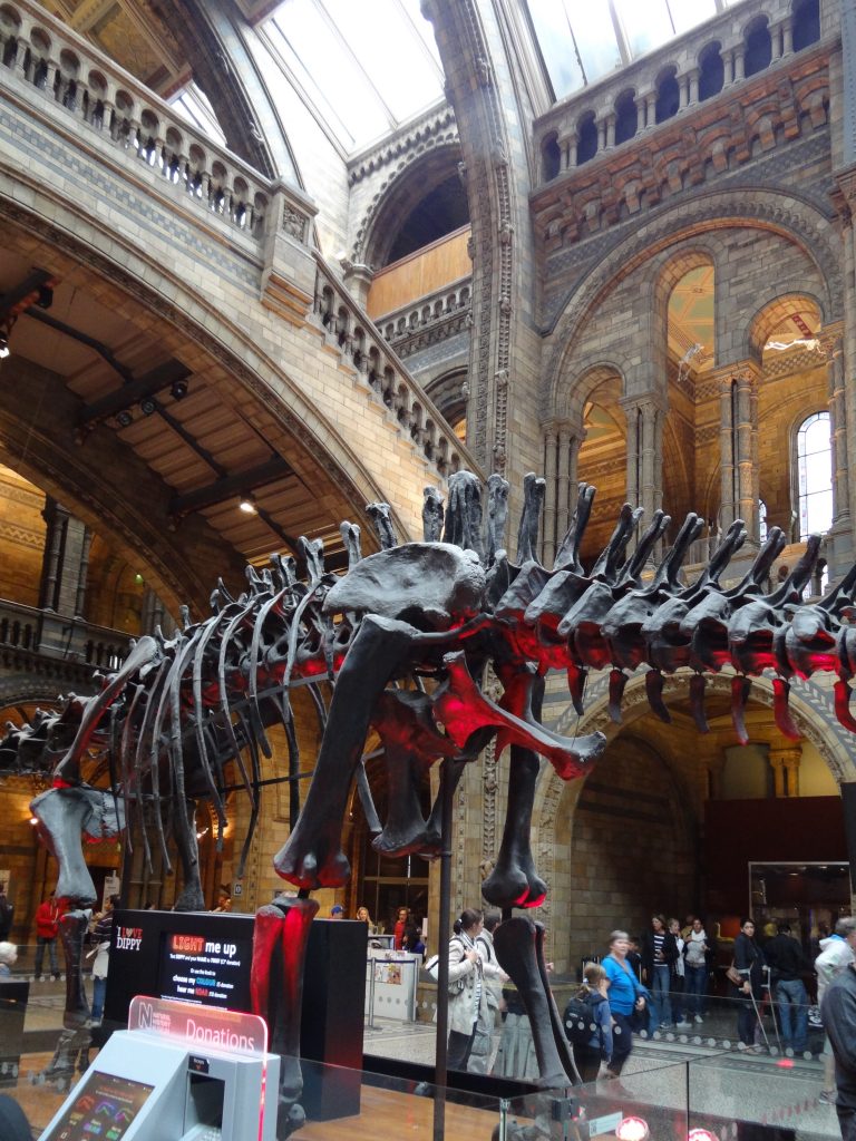 dinosaur skeleton in london museum